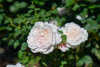 Miss Alice ® rose photo