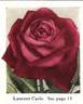 Laurent Carle rose photo