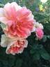 English Elegance rose photo