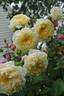 St. Alban rose photo