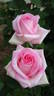 Esmé Euvrard rose photo
