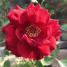 California Centennial rose photo