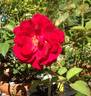 California Centennial rose photo