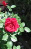 California Centennial rose photo