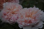 Tea Clipper rose photo