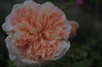 Tea Clipper rose photo