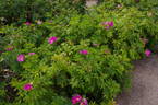 Corylus rose photo