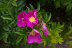 Corylus rose photo
