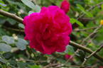 Cerise Bouquet rose photo