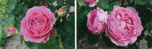 Love Sick rose photo