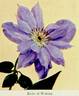 Belle of Woking clematis photo