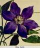 Elsa Späth clematis photo