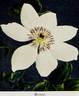 Henryi clematis photo