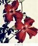Viticella Kermesina clematis photo