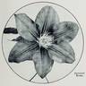 Jackmanii Rubra clematis photo