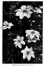 Lady Caroline Nevill clematis photo