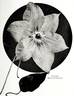 William Kennett clematis photo