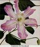 Comtesse de Bouchaud clematis photo