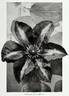 Gipsy Queen clematis photo
