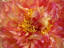 Souvenir de Maxime Cornu peony photo