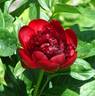 Jean E. Bockstoce peony photo