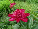 Charm peony photo