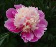 Chun Xiao peony photo