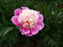 Chun Xiao peony photo