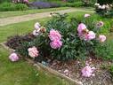 Dinner Plate peony photo