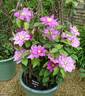 Alaina ™ clematis photo