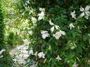 Alba Luxurians clematis photo