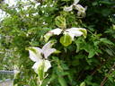 Alba Luxurians clematis photo