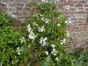 Alba Luxurians clematis photo
