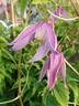 Willy clematis photo