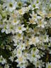 Avalanche clematis photo