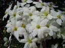 Avalanche clematis photo