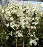Avalanche clematis photo