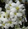 Avalanche clematis photo