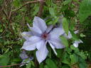Bernadine™ clematis photo