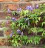 Bluebird clematis photo