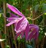 Constance clematis photo