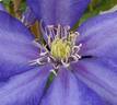 Daniel Deronda clematis photo