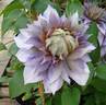 Diamantina clematis photo