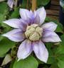 Diamantina clematis photo