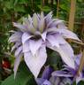 Diamantina clematis photo