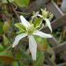 Flammula clematis photo