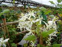 Flammula clematis photo