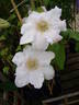Chantilly clematis photo