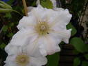 Chantilly clematis photo