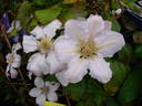 Chantilly clematis photo